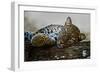 Leopard (Panthera Pardus) Lying on a Tree, Ndutu, Ngorongoro Conservation Area, Tanzania-null-Framed Premium Photographic Print