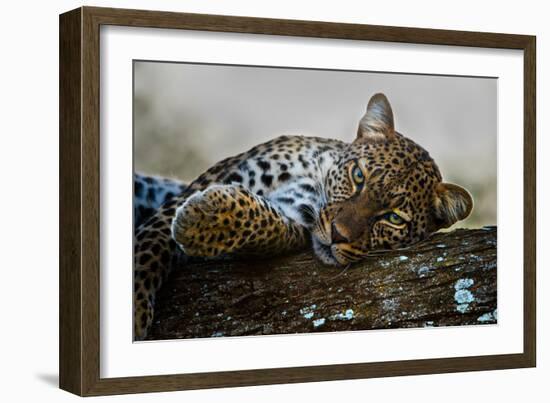 Leopard (Panthera Pardus) Lying on a Tree, Ndutu, Ngorongoro Conservation Area, Tanzania-null-Framed Photographic Print