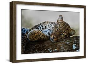 Leopard (Panthera Pardus) Lying on a Tree, Ndutu, Ngorongoro Conservation Area, Tanzania-null-Framed Photographic Print