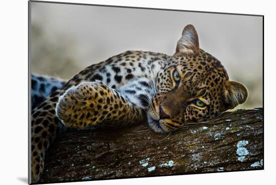 Leopard (Panthera Pardus) Lying on a Tree, Ndutu, Ngorongoro Conservation Area, Tanzania-null-Mounted Photographic Print