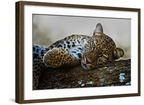 Leopard (Panthera Pardus) Lying on a Tree, Ndutu, Ngorongoro Conservation Area, Tanzania-null-Framed Photographic Print