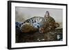 Leopard (Panthera Pardus) Lying on a Tree, Ndutu, Ngorongoro Conservation Area, Tanzania-null-Framed Photographic Print