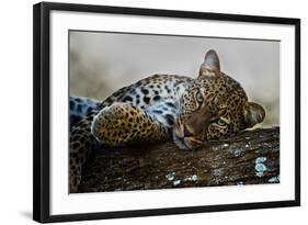 Leopard (Panthera Pardus) Lying on a Tree, Ndutu, Ngorongoro Conservation Area, Tanzania-null-Framed Photographic Print