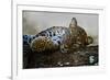 Leopard (Panthera Pardus) Lying on a Tree, Ndutu, Ngorongoro Conservation Area, Tanzania-null-Framed Photographic Print