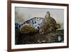 Leopard (Panthera Pardus) Lying on a Tree, Ndutu, Ngorongoro Conservation Area, Tanzania-null-Framed Photographic Print