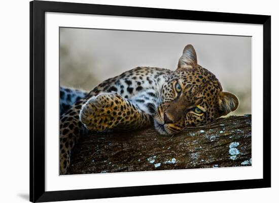 Leopard (Panthera Pardus) Lying on a Tree, Ndutu, Ngorongoro Conservation Area, Tanzania-null-Framed Photographic Print