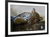 Leopard (Panthera Pardus) Lying on a Tree, Ndutu, Ngorongoro Conservation Area, Tanzania-null-Framed Photographic Print