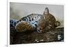 Leopard (Panthera Pardus) Lying on a Tree, Ndutu, Ngorongoro Conservation Area, Tanzania-null-Framed Photographic Print