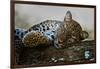 Leopard (Panthera Pardus) Lying on a Tree, Ndutu, Ngorongoro Conservation Area, Tanzania-null-Framed Photographic Print