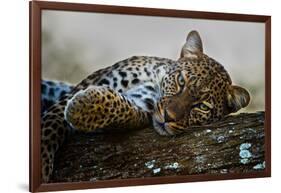 Leopard (Panthera Pardus) Lying on a Tree, Ndutu, Ngorongoro Conservation Area, Tanzania-null-Framed Photographic Print