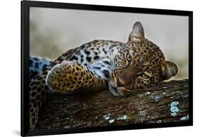 Leopard (Panthera Pardus) Lying on a Tree, Ndutu, Ngorongoro Conservation Area, Tanzania-null-Framed Photographic Print