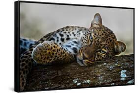 Leopard (Panthera Pardus) Lying on a Tree, Ndutu, Ngorongoro Conservation Area, Tanzania-null-Framed Stretched Canvas