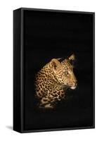 Leopard (Panthera Pardus), Madikwe Game Reserve, South Africa, Africa-Ann and Steve Toon-Framed Stretched Canvas