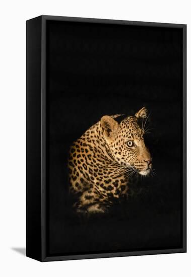 Leopard (Panthera Pardus), Madikwe Game Reserve, South Africa, Africa-Ann and Steve Toon-Framed Stretched Canvas