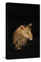 Leopard (Panthera Pardus), Madikwe Game Reserve, South Africa, Africa-Ann and Steve Toon-Stretched Canvas