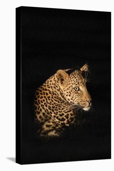 Leopard (Panthera Pardus), Madikwe Game Reserve, South Africa, Africa-Ann and Steve Toon-Stretched Canvas