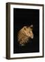 Leopard (Panthera Pardus), Madikwe Game Reserve, South Africa, Africa-Ann and Steve Toon-Framed Photographic Print