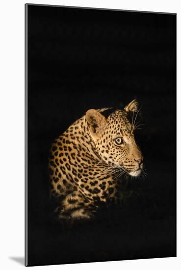 Leopard (Panthera Pardus), Madikwe Game Reserve, South Africa, Africa-Ann and Steve Toon-Mounted Photographic Print