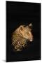 Leopard (Panthera Pardus), Madikwe Game Reserve, South Africa, Africa-Ann and Steve Toon-Mounted Photographic Print