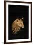 Leopard (Panthera Pardus), Madikwe Game Reserve, South Africa, Africa-Ann and Steve Toon-Framed Photographic Print