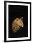 Leopard (Panthera Pardus), Madikwe Game Reserve, South Africa, Africa-Ann and Steve Toon-Framed Photographic Print