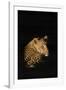 Leopard (Panthera Pardus), Madikwe Game Reserve, South Africa, Africa-Ann and Steve Toon-Framed Photographic Print