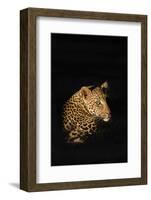 Leopard (Panthera Pardus), Madikwe Game Reserve, South Africa, Africa-Ann and Steve Toon-Framed Photographic Print