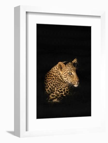 Leopard (Panthera Pardus), Madikwe Game Reserve, South Africa, Africa-Ann and Steve Toon-Framed Photographic Print