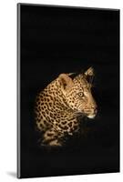 Leopard (Panthera Pardus), Madikwe Game Reserve, South Africa, Africa-Ann and Steve Toon-Mounted Photographic Print