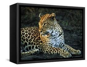 Leopard (Panthera Pardus), Mala Mala Game Reserve, Sabi Sand Park, South Africa, Africa-Sergio Pitamitz-Framed Stretched Canvas