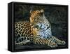 Leopard (Panthera Pardus), Mala Mala Game Reserve, Sabi Sand Park, South Africa, Africa-Sergio Pitamitz-Framed Stretched Canvas