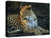 Leopard (Panthera Pardus), Mala Mala Game Reserve, Sabi Sand Park, South Africa, Africa-Sergio Pitamitz-Stretched Canvas