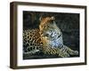 Leopard (Panthera Pardus), Mala Mala Game Reserve, Sabi Sand Park, South Africa, Africa-Sergio Pitamitz-Framed Photographic Print