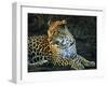 Leopard (Panthera Pardus), Mala Mala Game Reserve, Sabi Sand Park, South Africa, Africa-Sergio Pitamitz-Framed Photographic Print
