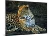 Leopard (Panthera Pardus), Mala Mala Game Reserve, Sabi Sand Park, South Africa, Africa-Sergio Pitamitz-Mounted Photographic Print