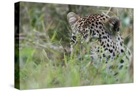 Leopard (Panthera Pardus), Mala Mala Game Reserve, South Africa, Africa-Sergio-Stretched Canvas