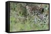 Leopard (Panthera Pardus), Mala Mala Game Reserve, South Africa, Africa-Sergio-Framed Stretched Canvas