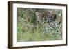 Leopard (Panthera Pardus), Mala Mala Game Reserve, South Africa, Africa-Sergio-Framed Photographic Print