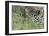 Leopard (Panthera Pardus), Mala Mala Game Reserve, South Africa, Africa-Sergio-Framed Photographic Print