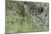 Leopard (Panthera Pardus), Mala Mala Game Reserve, South Africa, Africa-Sergio-Mounted Photographic Print