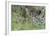 Leopard (Panthera Pardus), Mala Mala Game Reserve, South Africa, Africa-Sergio-Framed Photographic Print