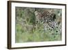 Leopard (Panthera Pardus), Mala Mala Game Reserve, South Africa, Africa-Sergio-Framed Photographic Print