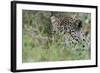 Leopard (Panthera Pardus), Mala Mala Game Reserve, South Africa, Africa-Sergio-Framed Photographic Print