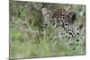 Leopard (Panthera Pardus), Mala Mala Game Reserve, South Africa, Africa-Sergio-Mounted Photographic Print