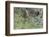 Leopard (Panthera Pardus), Mala Mala Game Reserve, South Africa, Africa-Sergio-Framed Photographic Print