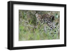 Leopard (Panthera Pardus), Mala Mala Game Reserve, South Africa, Africa-Sergio-Framed Photographic Print
