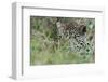 Leopard (Panthera Pardus), Mala Mala Game Reserve, South Africa, Africa-Sergio-Framed Photographic Print