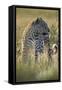 Leopard (Panthera pardus), male, Kgalagadi Transfrontier Park, South Africa, Africa-James Hager-Framed Stretched Canvas