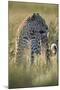 Leopard (Panthera pardus), male, Kgalagadi Transfrontier Park, South Africa, Africa-James Hager-Mounted Photographic Print