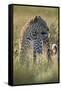 Leopard (Panthera pardus), male, Kgalagadi Transfrontier Park, South Africa, Africa-James Hager-Framed Stretched Canvas